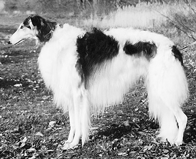 Top Versatility Borzoi 2002